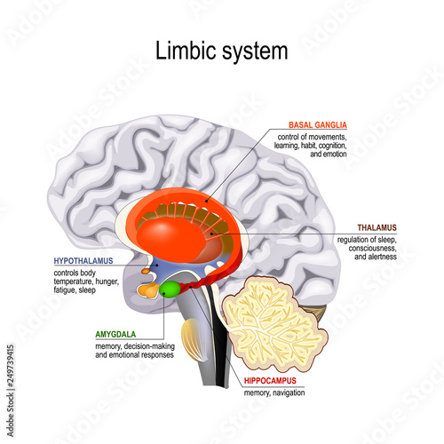 limbic system. Cross section of the human brain