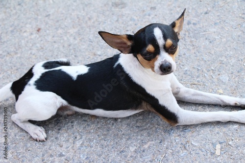 chihuahua puppy is staring on the floor © seagames50