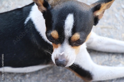 chihuahua puppy is staring on the floor © seagames50