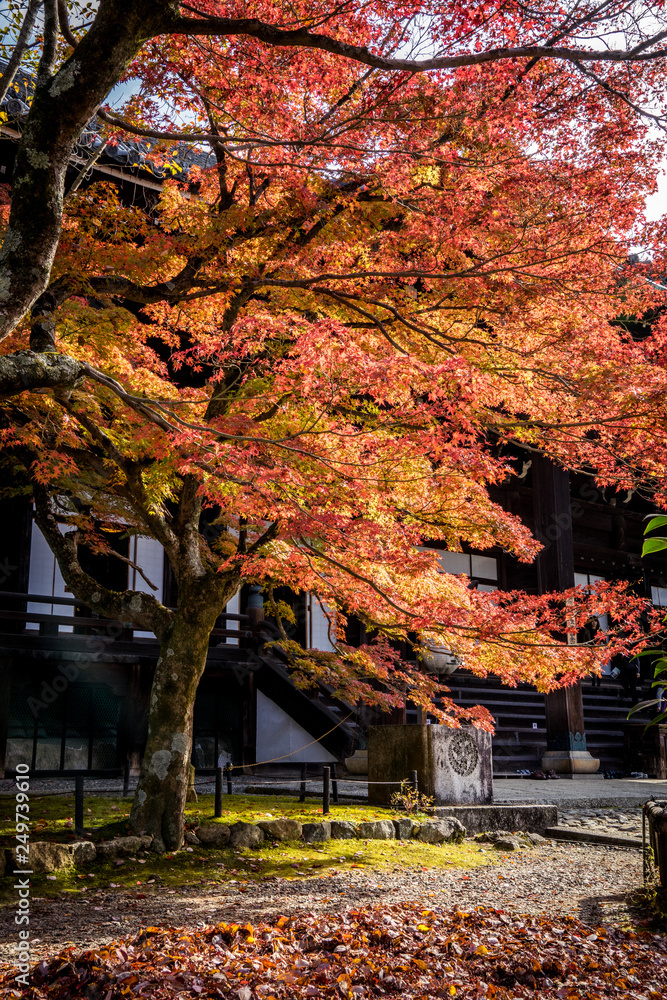 Shinnyodo Autumn