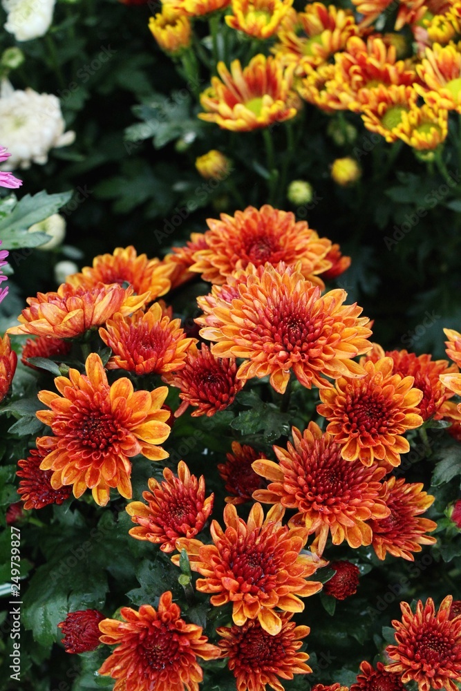 Chrysanthemums flower is beautiful in the garden Chrysanthemums flower is beautiful in the garden