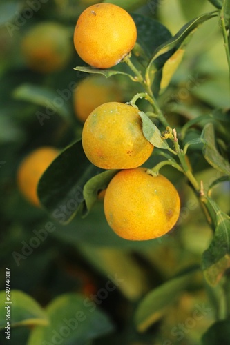 Wallpaper Mural orange fruit on tree with the natrue Torontodigital.ca