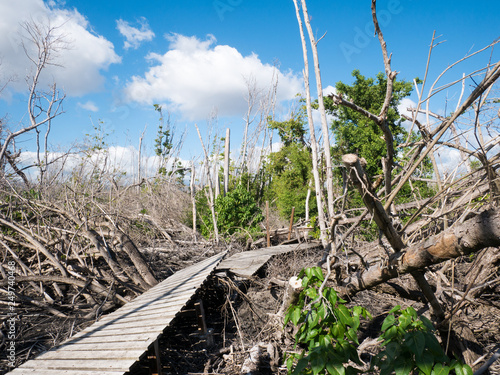 Obraz na płótnie Ecosystem was destroyed by the hurricane Maria, Punta Tuna Wetlands Nature Reser