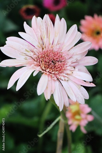 Gerbera flowers with the nature in garden