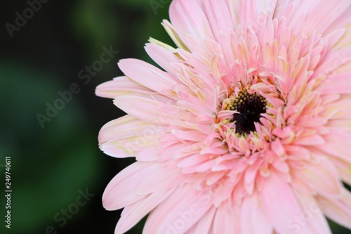 Gerbera flowers with the nature in garden