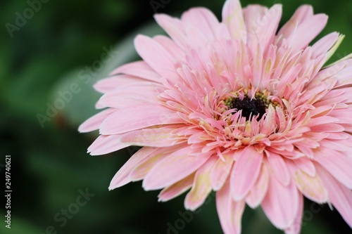 Gerbera flowers with the nature in garden