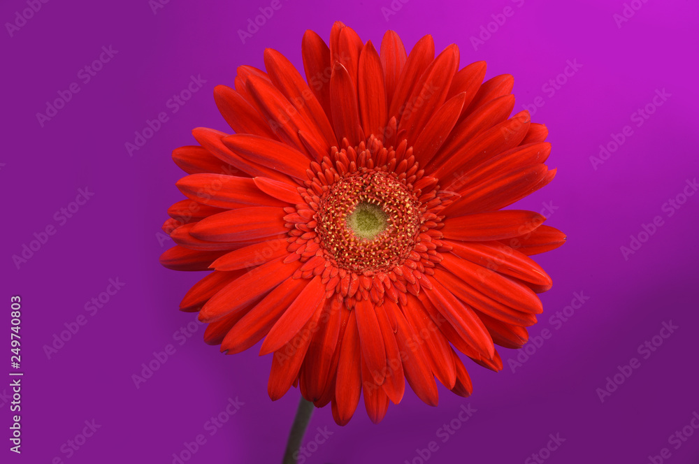 flower flower