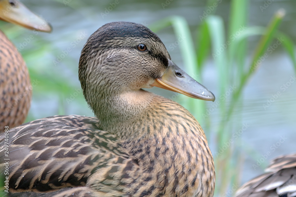close-up: wild duck on blurred background close-up: wild duck on blurred background