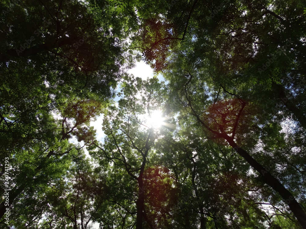 Fototapeta premium Green Trees in a Forest View from Below