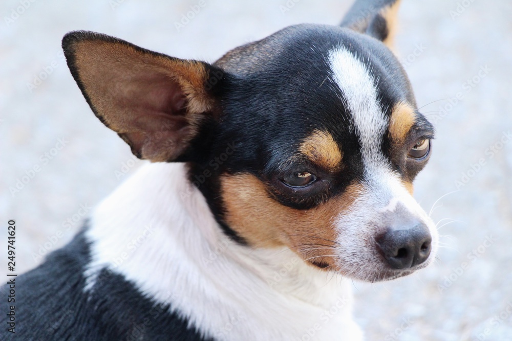 chihuahua puppy is staring on the floor chihuahua puppy is staring on the floor