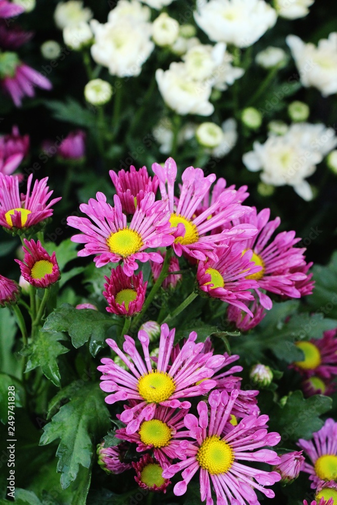 Fototapeta premium Chrysanthemums flower is beautiful in the garden