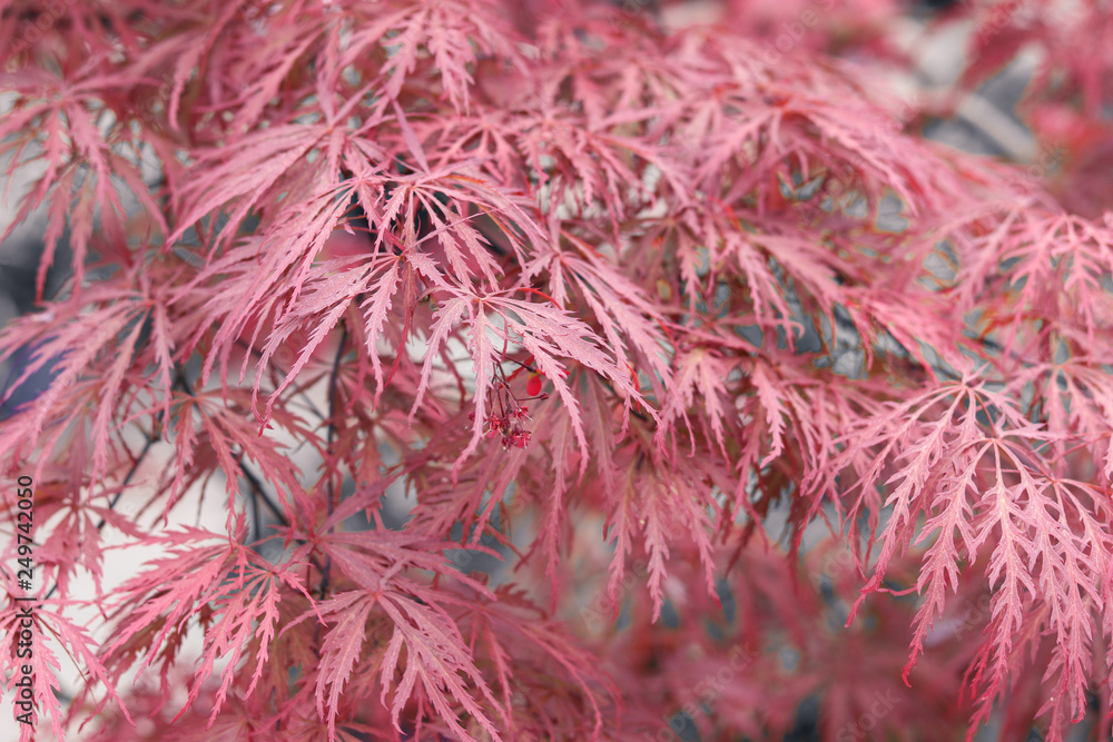 Beautiful floral background of pink red weeping Laceleaf Japanese Maple or Acer palmatum. Selective focus. Beautiful floral background of pink red weeping Laceleaf Japanese Maple or Acer palmatum. Selective focus.