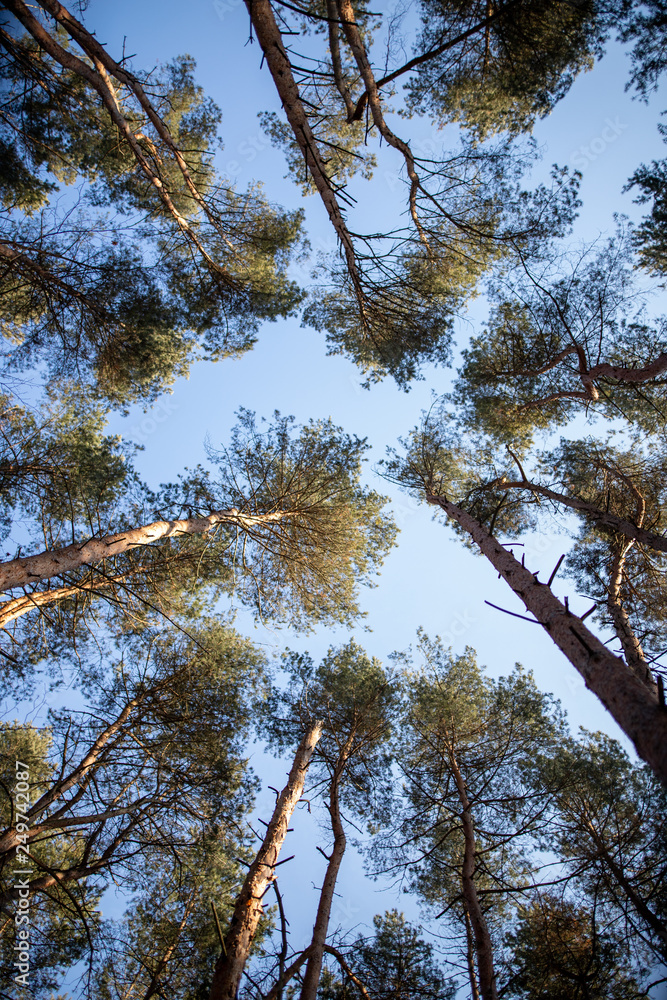 Obraz premium Trees and blue sky