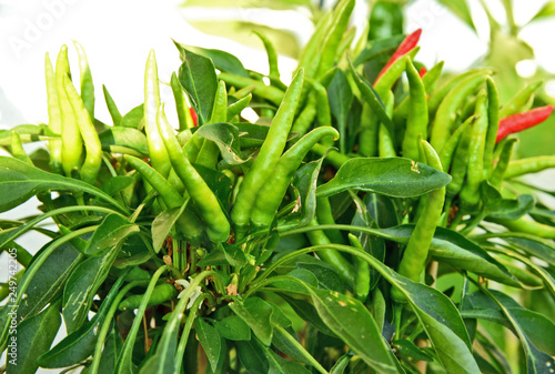 Jinda pepper or Thai Prik Jinda on tree with green leaf
