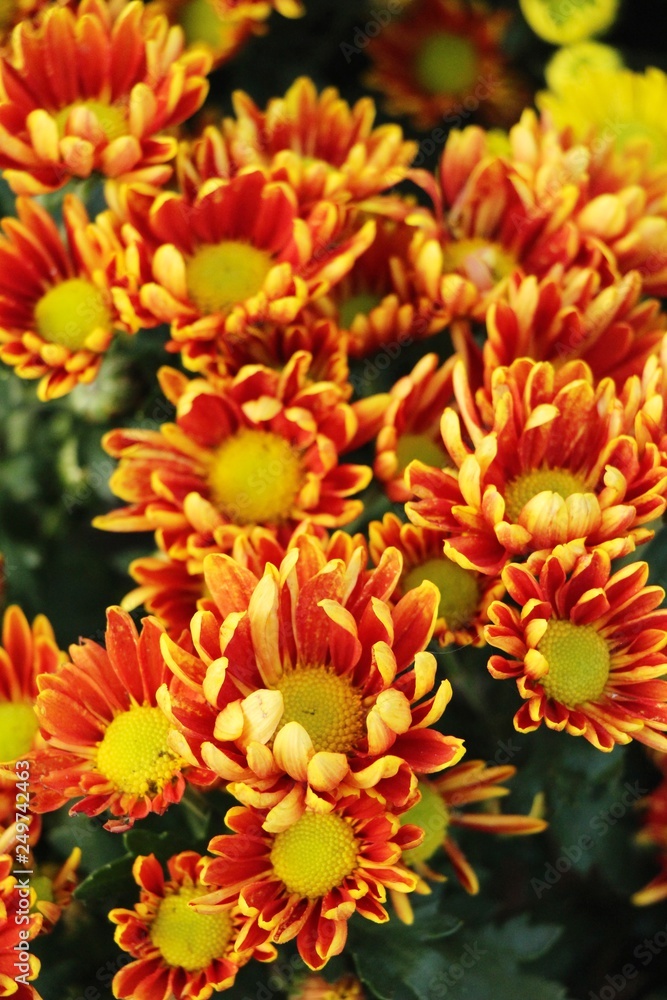 Fototapeta premium Chrysanthemums flower is beautiful in the garden