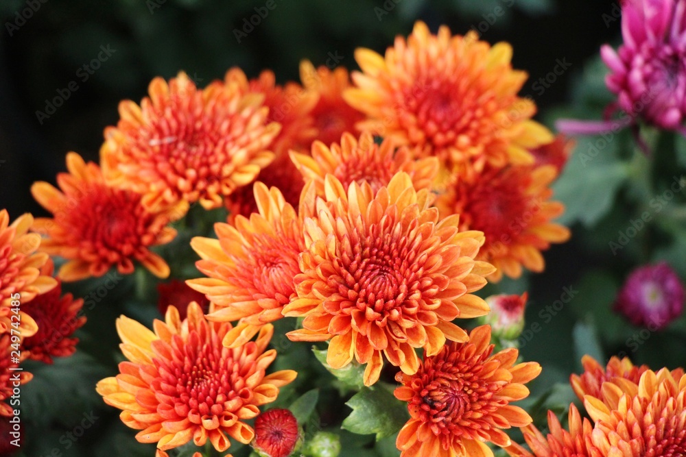 Chrysanthemums flower is beautiful in the garden Chrysanthemums flower is beautiful in the garden