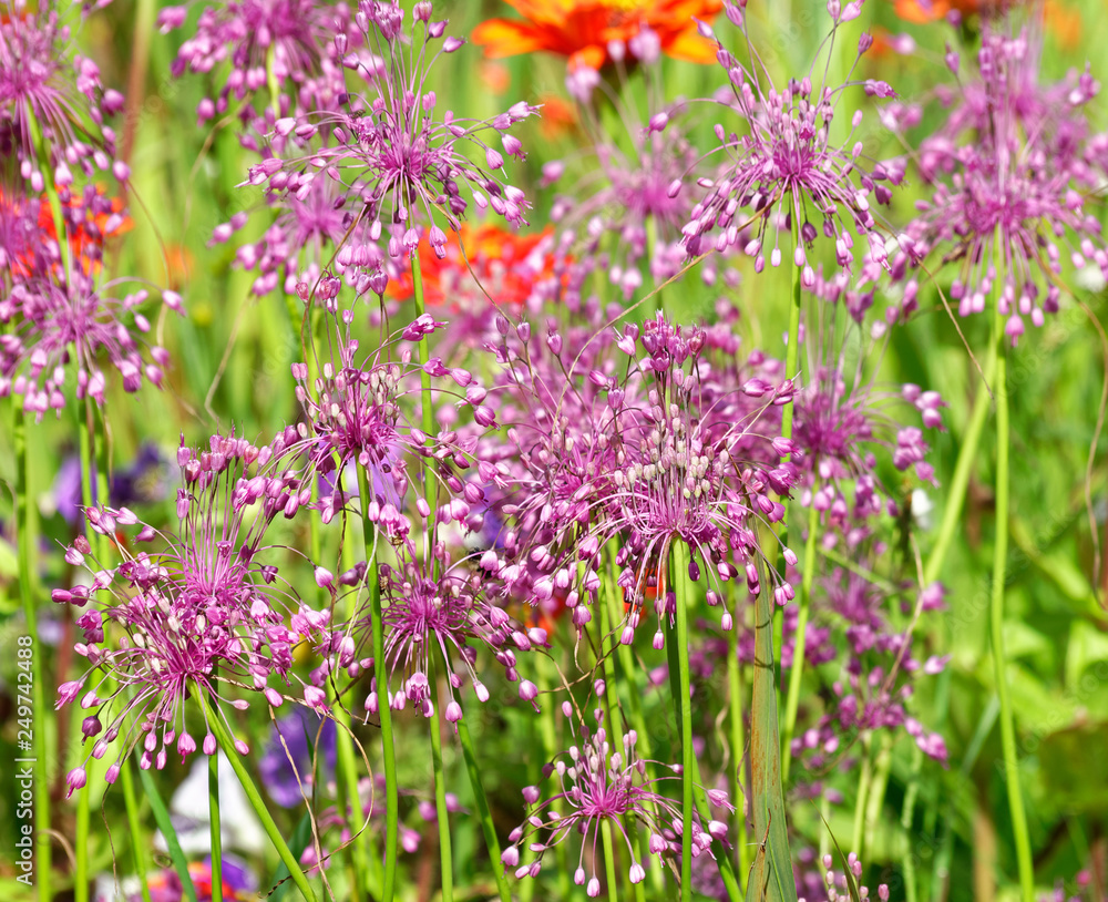 Obraz premium Summer flowers in an English Country Cottage Garden.