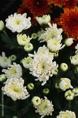 Chrysanthemums flower is beautiful in the garden
