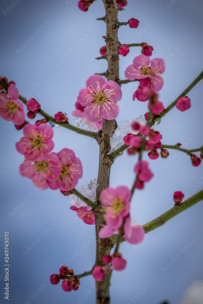 Cherry Blossoms during spring - Nagano Prefecture. Cherry Blossoms during spring - Nagano Prefecture.