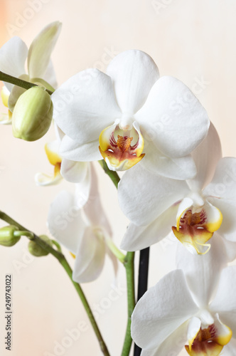 Fototapeta Naklejka Na Ścianę i Meble -  orchid