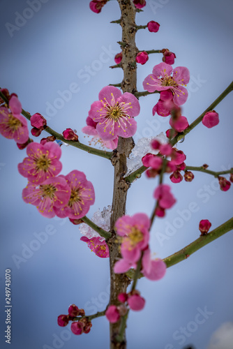 Cherry Blossoms during spring - Nagano Prefecture. photo