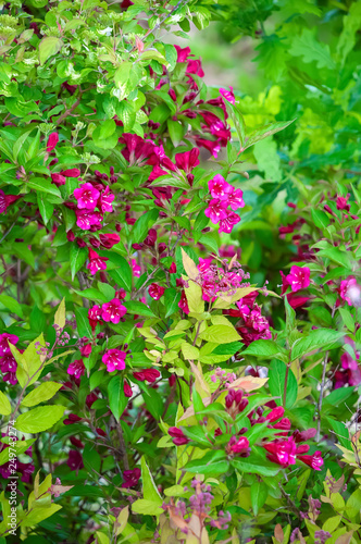 Blossoming red flowers. Nature wallpaper  background with florets in springtime. Image with soft selective focus.