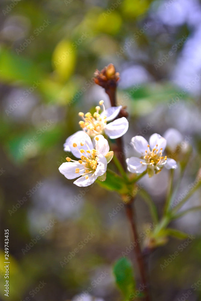 White Apple Flowers. Beautiful flowering apple trees.