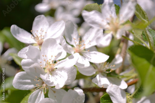 White Apple Flowers. Beautiful flowering apple trees.