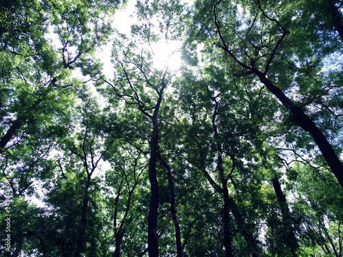Green Trees in a Forest View from Below © imagestock