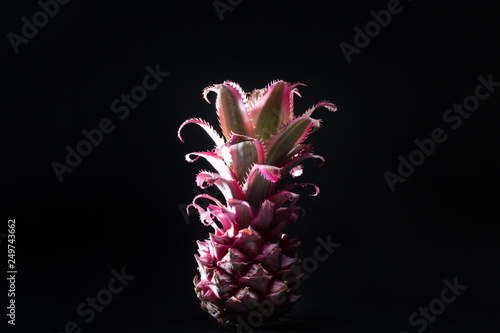 Decorative pineapple in vibrant pink neon colors isolated on black background...