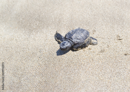 A baby turtle crawling through the sand to the ocean. Bali. Indonesia