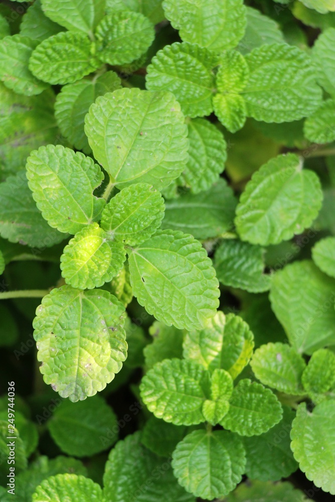 Pepper mint leaves in garden with nature Pepper mint leaves in garden with nature