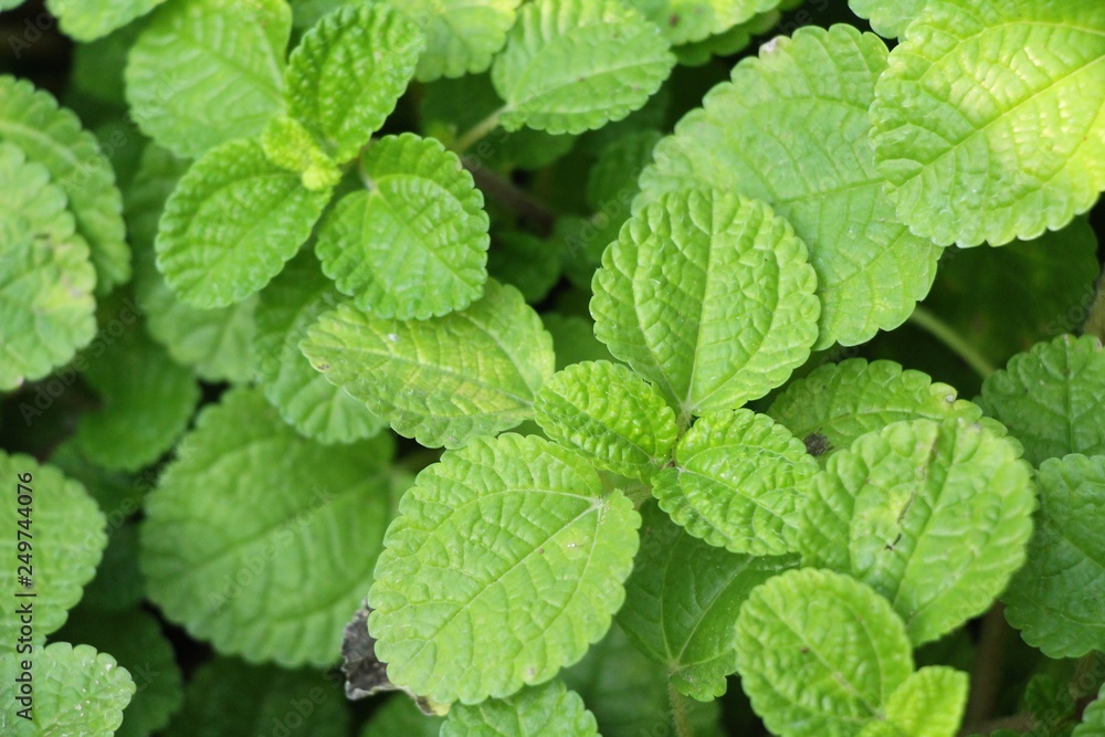 Pepper mint leaves in garden with nature Pepper mint leaves in garden with nature
