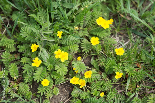 Pawtidae gooseneck, or goosefoot (Latin Potentilla anserina) with yellow flowers spreads on the ground. View from above.