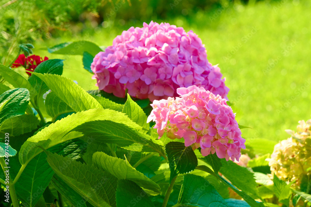 Rose inflorescences of hydrangea. Rose inflorescences of hydrangea.