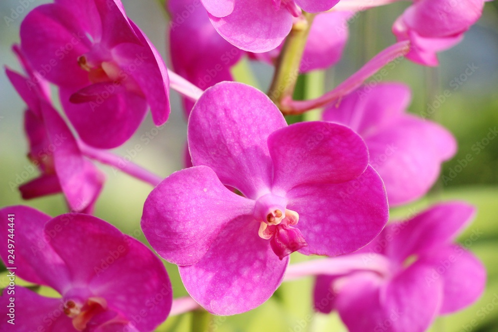 Orchid flower is beautiful in the garden Orchid flower is beautiful in the garden