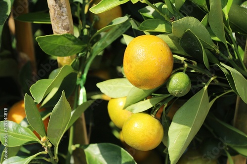 Wallpaper Mural Ripe orange fruit hangs on the tree Torontodigital.ca