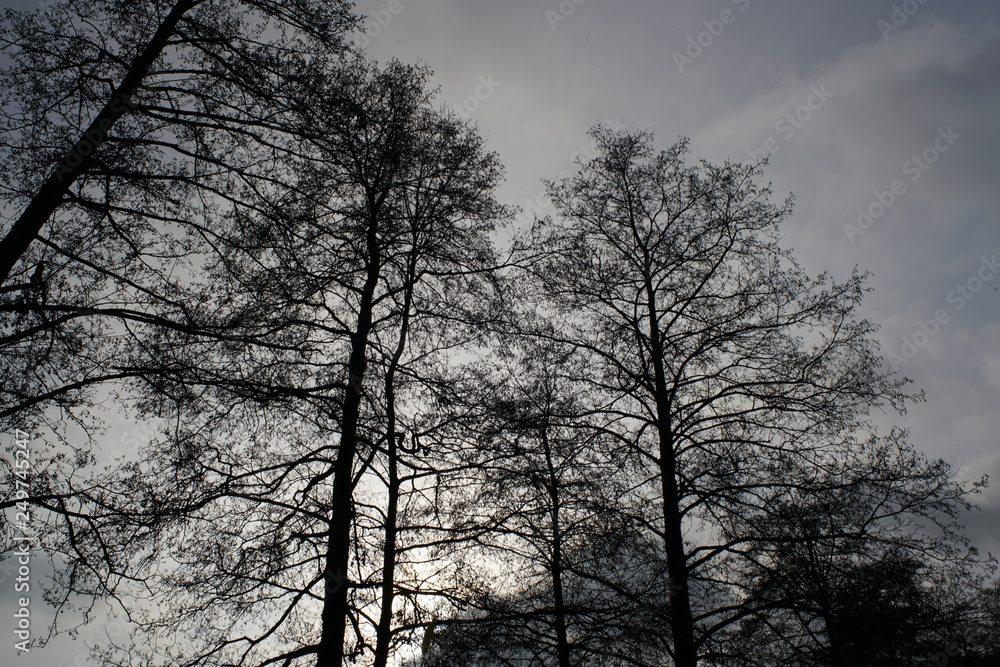 Gloomy landscapes with dark trees photographed on a murky stormy winter afternoon in Germany Gloomy landscapes with dark trees photographed on a murky stormy winter afternoon in Germany