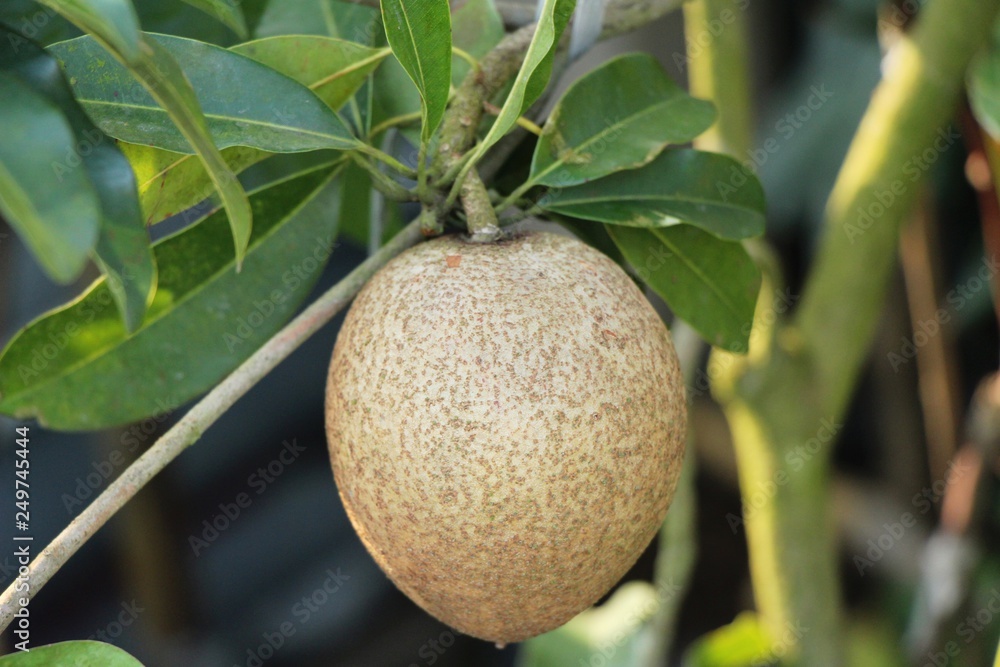 Sapodilla fruit on tree in the garden Sapodilla fruit on tree in the garden