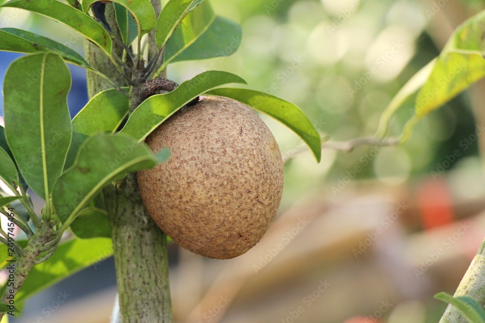 Sapodilla fruit on tree in the garden Sapodilla fruit on tree in the garden