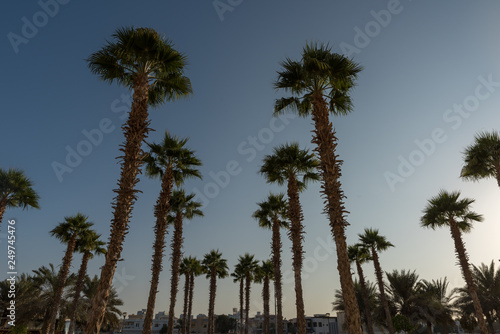 Silhouette of Palm Trees at Abu Dhabi, UAE