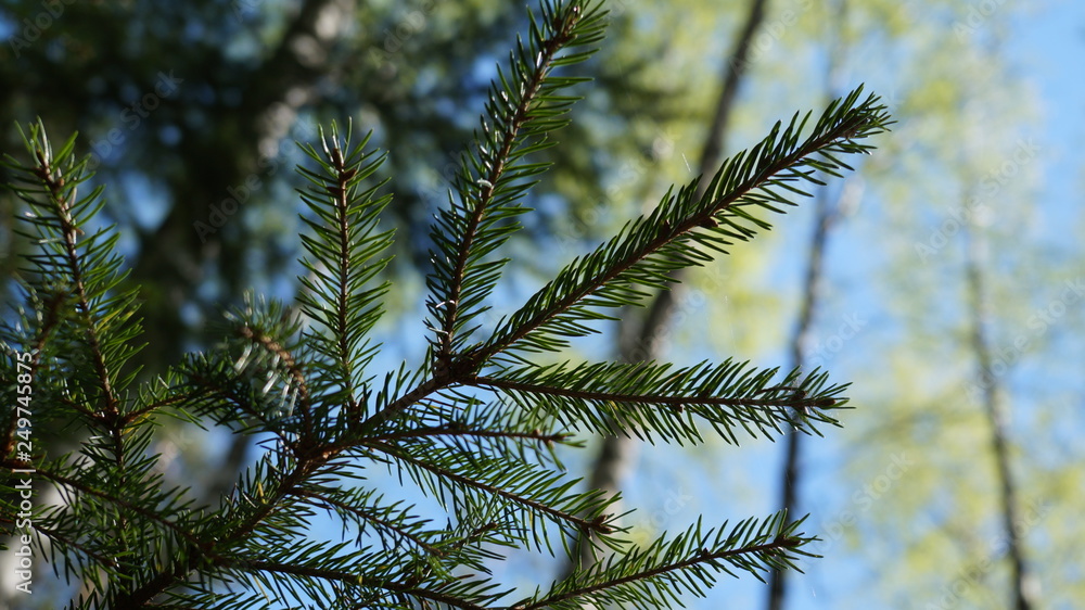 branch of a tree branch of a tree