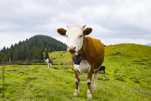 Cow grazing on mountain valley pasture