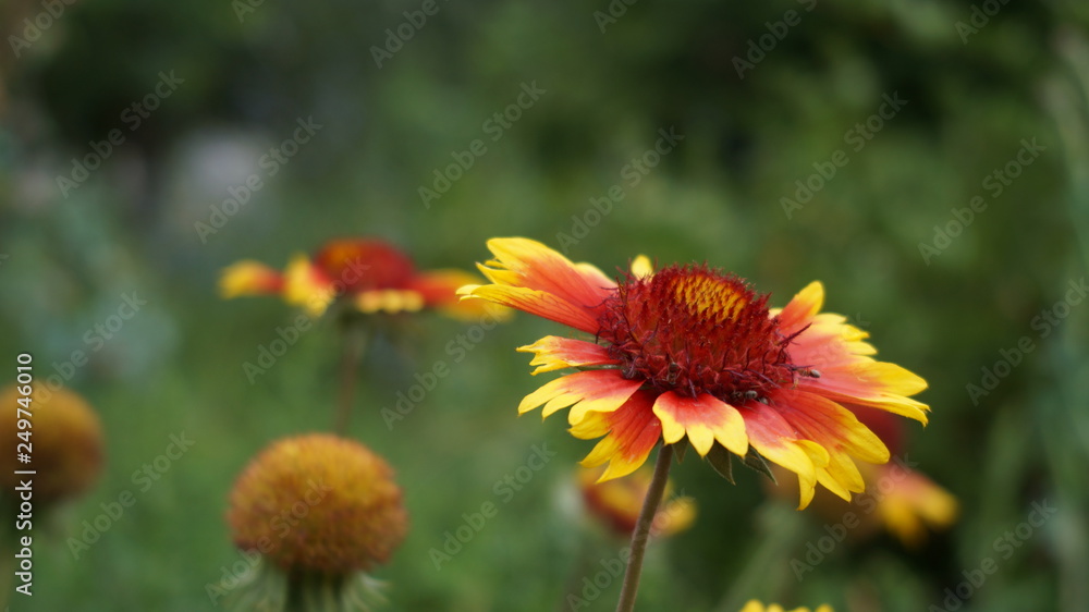 orange flower in the garden