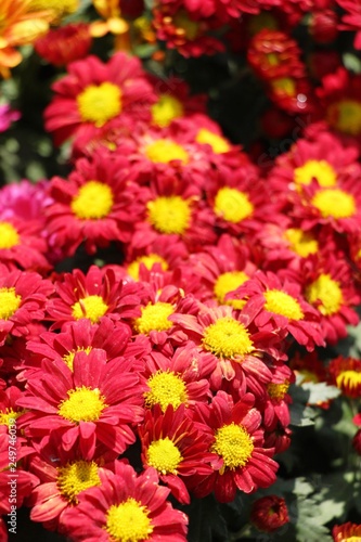 Chrysanthemums flower is beautiful in the garden