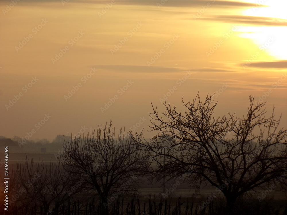 Obraz premium sunset in the forest