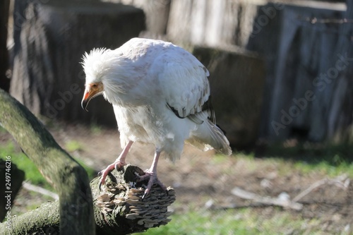 Vautour percnoptere photo