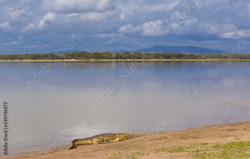 Kenya. Crocodile in Masai Mara park