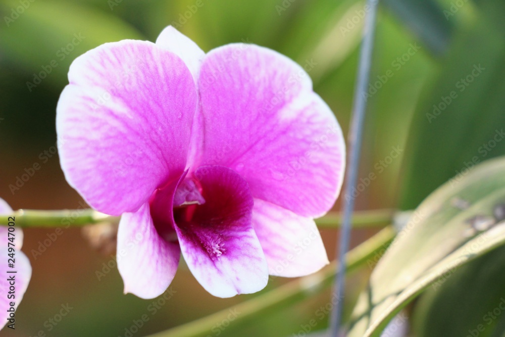 Orchid flower is beautiful in the garden Orchid flower is beautiful in the garden