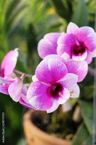 Orchid flower is beautiful in the garden